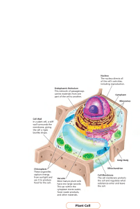 Plant Cell