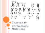 Notes on Chromosomal Mutations