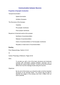 Communication between Neurons