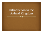 Introduction to the Animal Kingdom