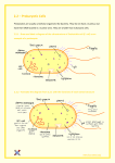 2.2 – Prokaryotic Cells