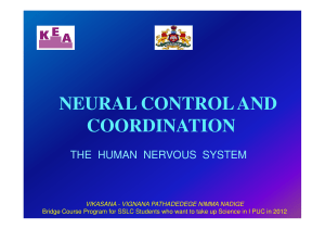 NEURAL CONTROL AND COORDINATION