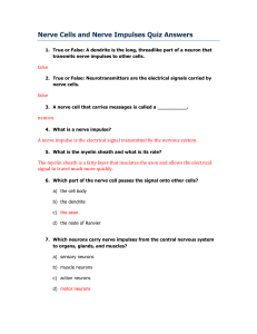 Nerve Cells and Nerve Impulses Quiz Answers