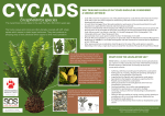 Cycads