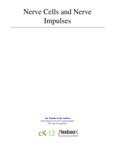 Nerve Cells and Nerve Impulses