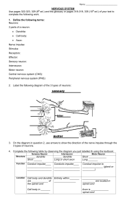 Nervous System WS (handed out after section exam)