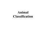 Animal Classification