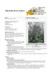 Opuntia ficus-indica - Delivering Alien Invasive Species Inventories