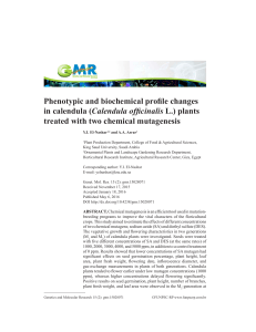 (Calendula officinalis L.) plants treated with two chemical mutagenesis