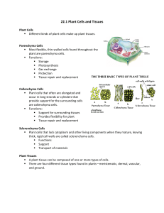 22.1 Plant Cells and Tissues