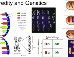 Heredity 8th