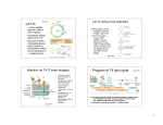 ϕX174 Program of T4 lytic cycle