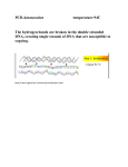 PCR denaturation temperature 94C The hydrogen bonds are broken