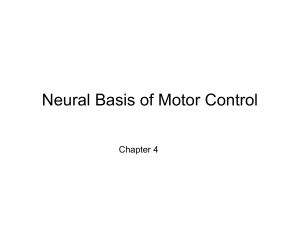 Neural Basis of Motor Control