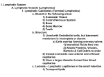 I. Lymphatic System A. Lymphatic Vessels 1. Lymph Capillaries a