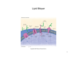 Lipid Bilayer