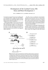Stress and Brain Development