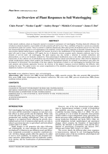 An Overview of Plant Responses to Soil Waterlogging - Ferti-Tech