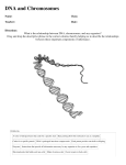 DNA and Chromosomes