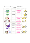 provides shape, structure and support for plant cells carries out