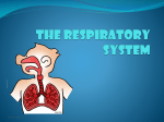 The respiratory system