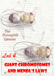 Giant chromosomes and mendl`s Laws