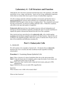 Laboratory 4: Cell Structure and Function Part 1: Eukaryotic Cells