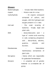 Bacteriophages : Viruses that infect bacteria. Glossary Capsid