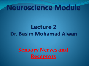 Sensory Nerves and Receptors