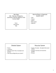 Skeletal System Muscular System
