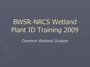 Wetland Plant ID Training 2009