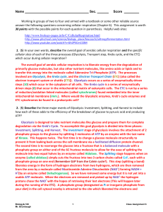 Assignment 6 Cell Respiration