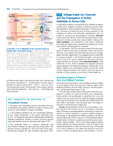 Voltage-Gated Ion Channels and the Propagation of Action