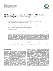 Mechanisms underlying the essential role of mitochondrial