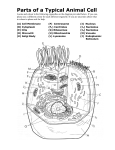 Parts of a Typical Animal Cell