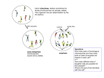 A A` B B` x early metaphase (chromosomes would not be visible) A A