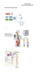 Urinary System Structure and Function Notes Functions of the