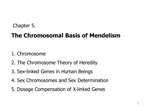 X chromosome