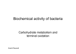 Biochemical activity of bacteria