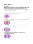 Mitosis (Chapter 12)