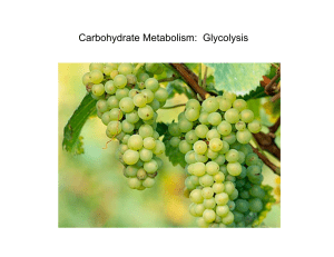 Carbohydrate Metabolism: Glycolysis