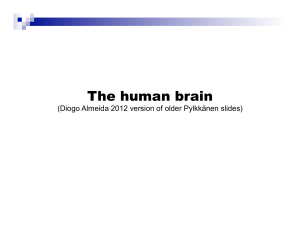 The human brain