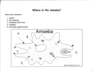 Amoeba - SMS Tiger Team