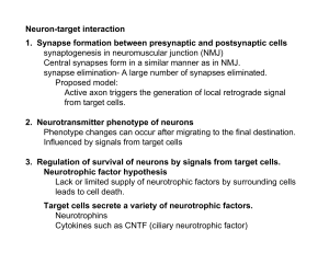 Neuron-target interaction 1. Synapse formation between presynaptic