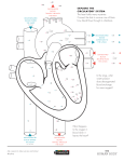 the circulatory system activity here