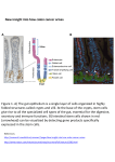 Figure 1. A) The gut epithelium is a single layer of cells organized in