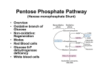 Pentose Phosphate Pathway