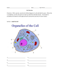 Name: Date:______ Class Period ______ Cell Review Directions