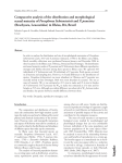 Comparative analysis of the distribution and morphological sexual