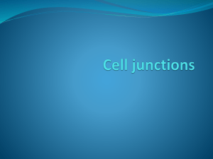 Cell junctions